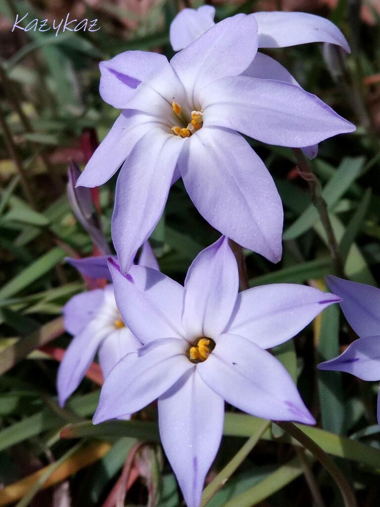 花弁に太陽を