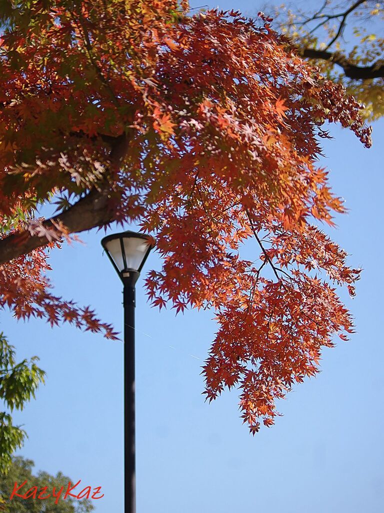 紅葉2023