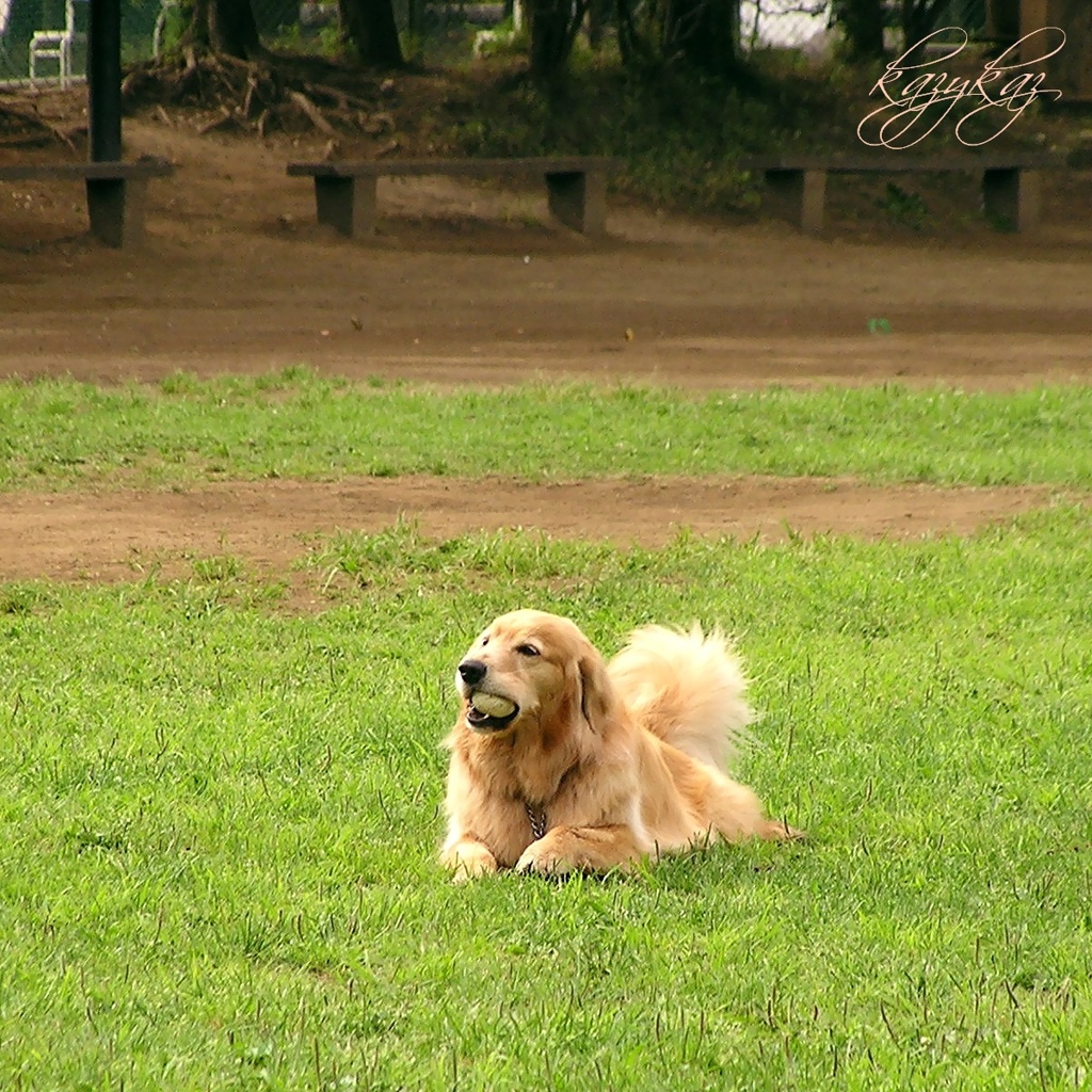 金犬球食
