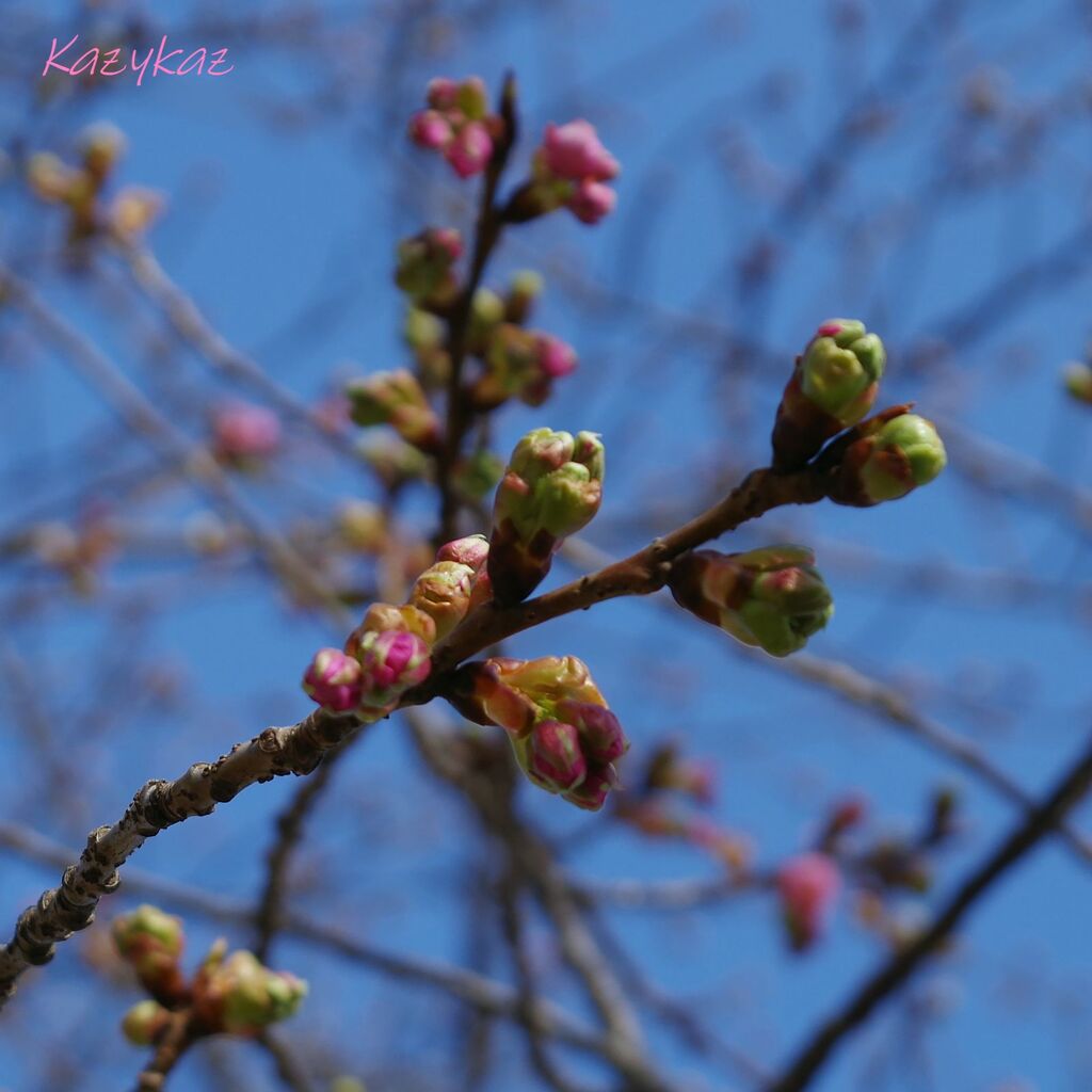 カワヅザクラ（蕾）