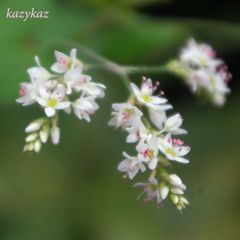 シャクチリソバ（赤地利蕎麦）