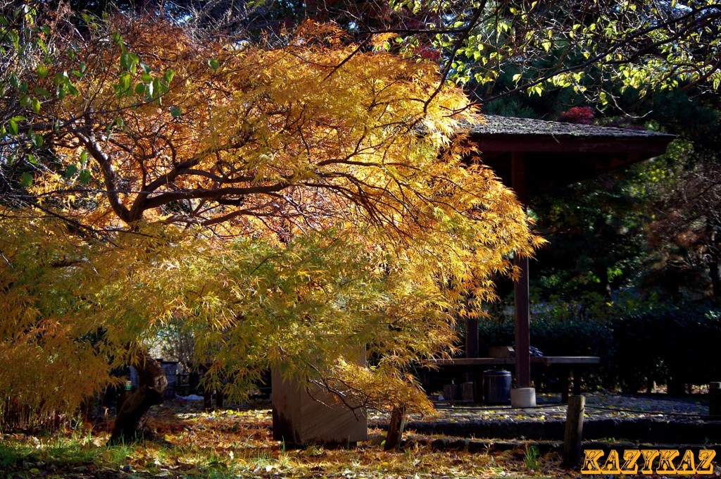 枝垂れ紅葉