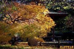 枝垂れ紅葉