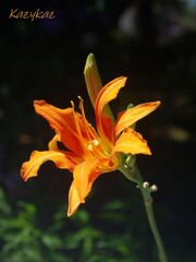 夏の輝き