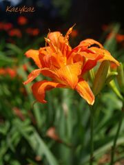 夏の煌めき