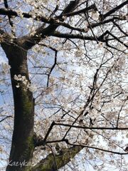 五分咲きくらいかな