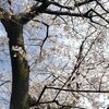 五分咲きくらいかな