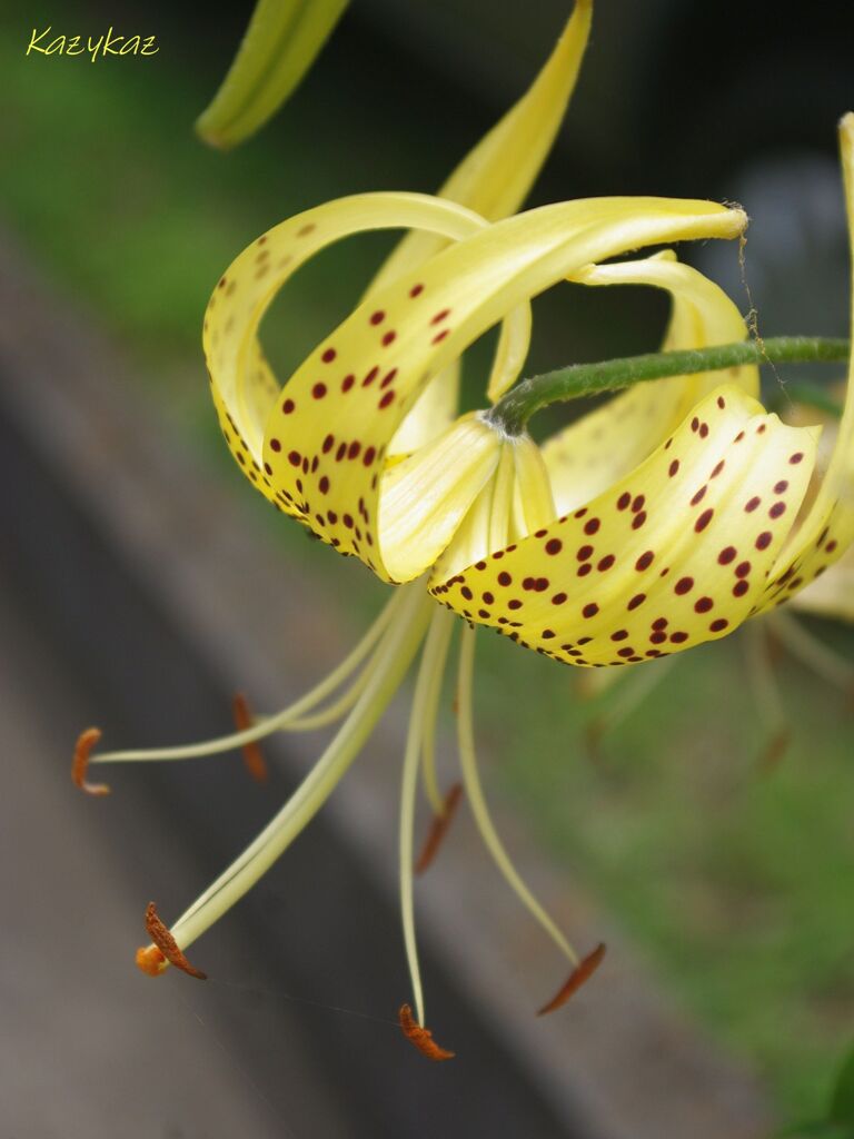 夏の輝き