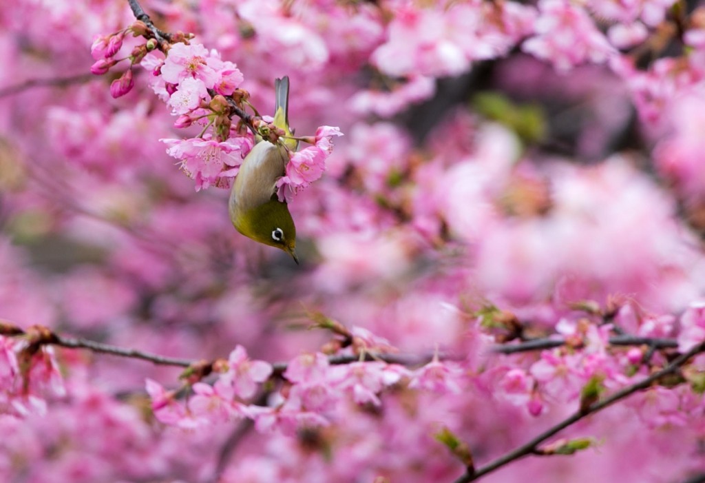 春ですね～(*^▽^*)