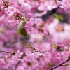 春ですね～(*^▽^*)