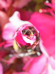 Confined to bee