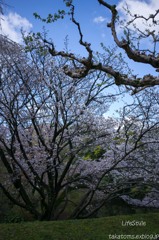 皇居内の桜