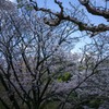 皇居内の桜