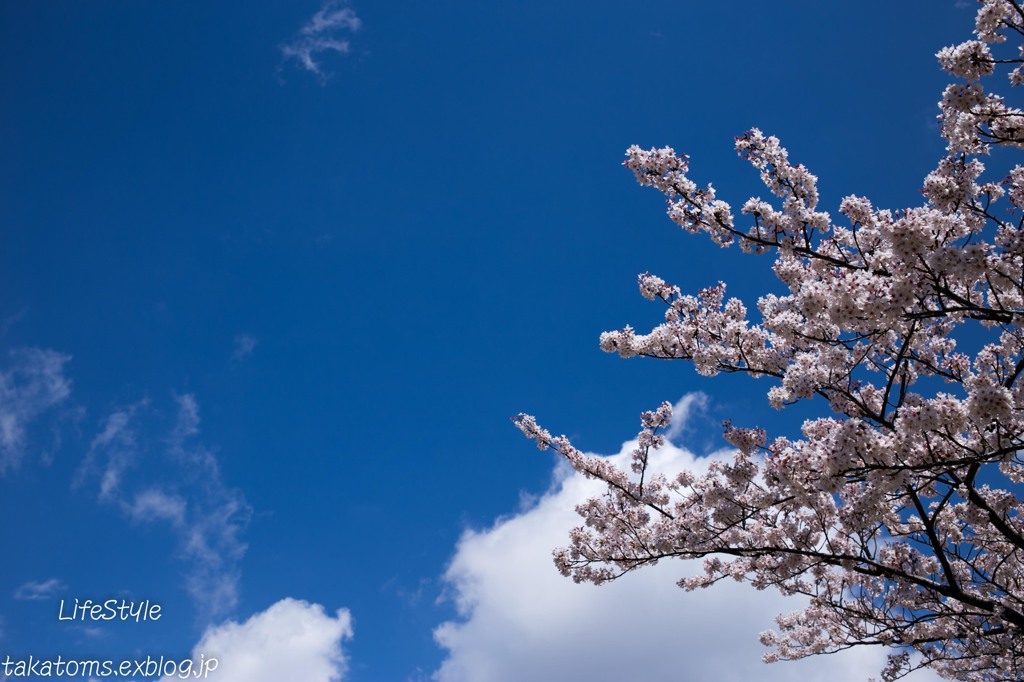 青空 × 桜
