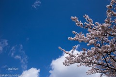 青空 × 桜