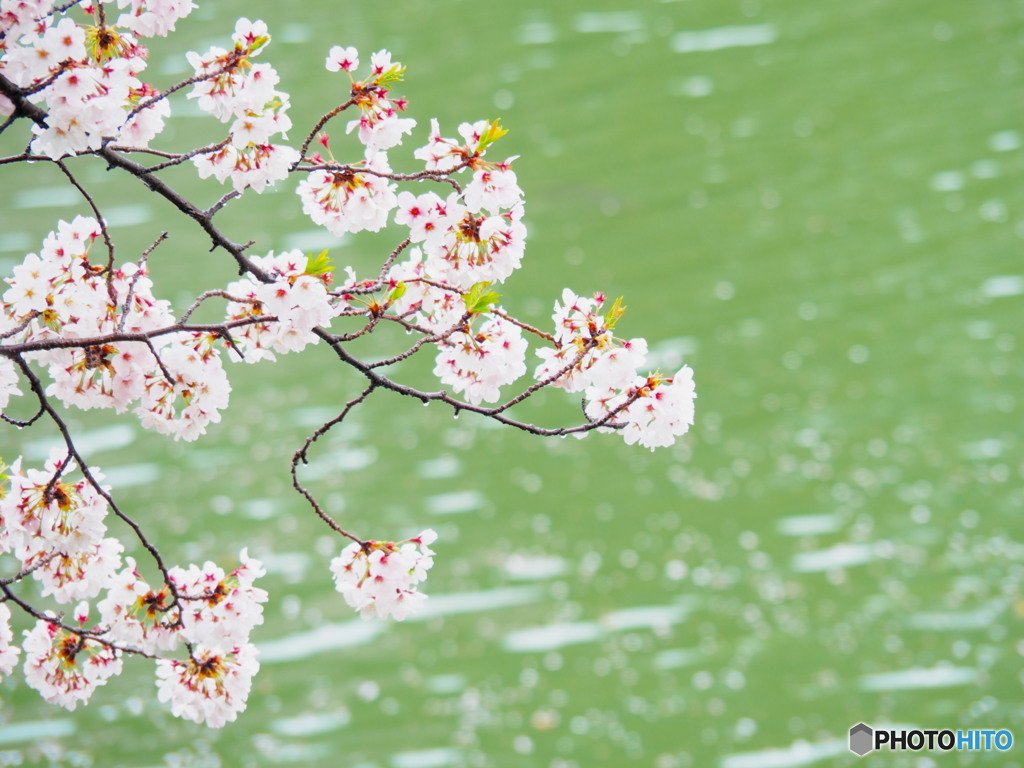 雨の日の桜