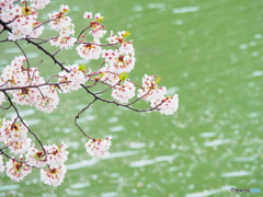 雨の日の桜