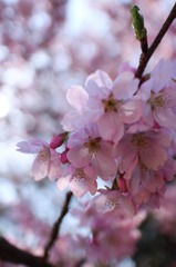 陽光桜