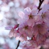 陽光桜