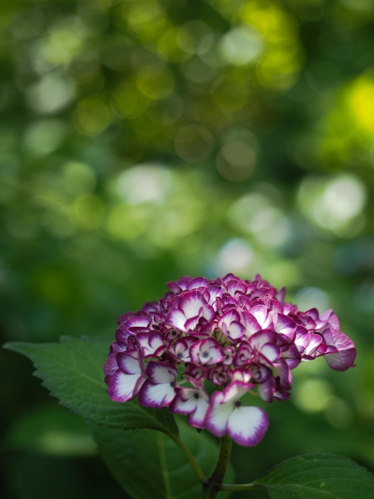 紫陽花