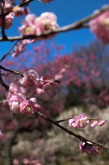 梅