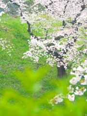 千鳥ヶ淵の桜