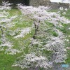 北の丸公園の桜