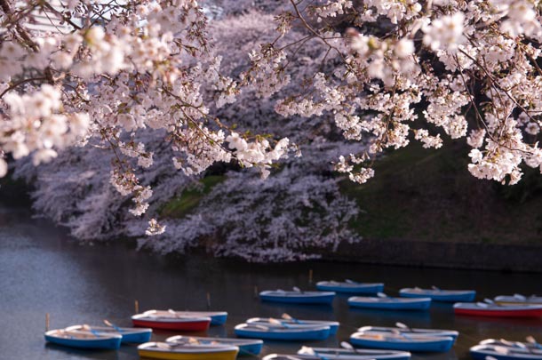 桜