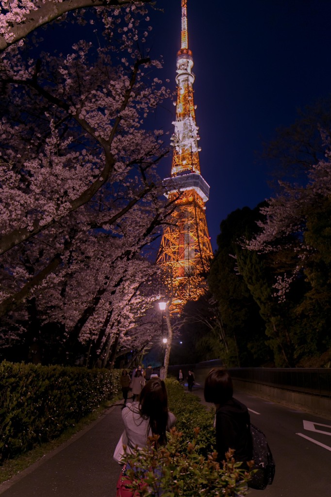 夜桜