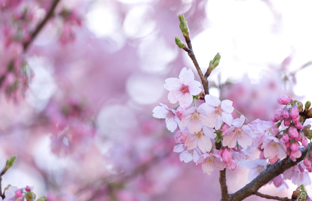 陽光桜