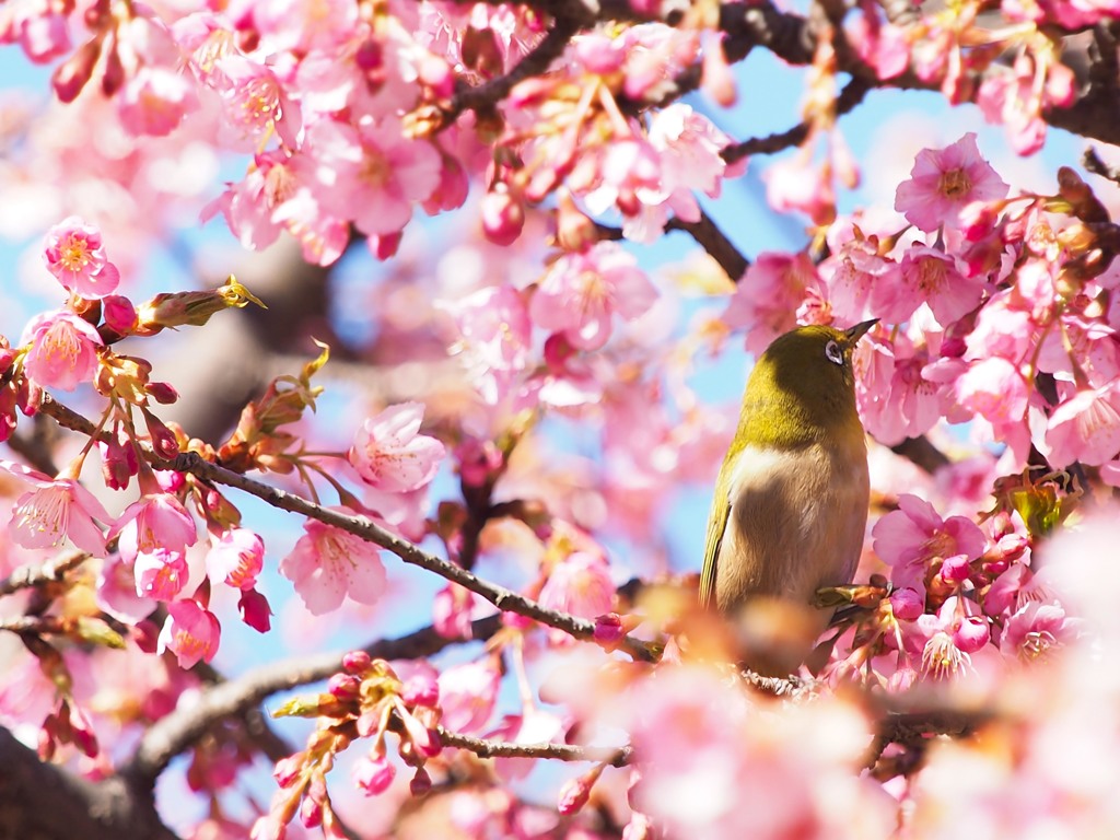 代々木公園の河津桜とメジロ