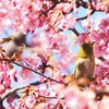代々木公園の河津桜とメジロ