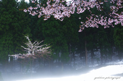 冬の桜？春の雪？