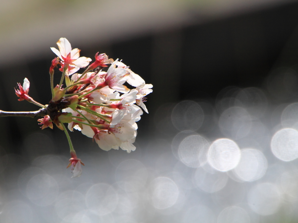 加治川治水記念公園の桜