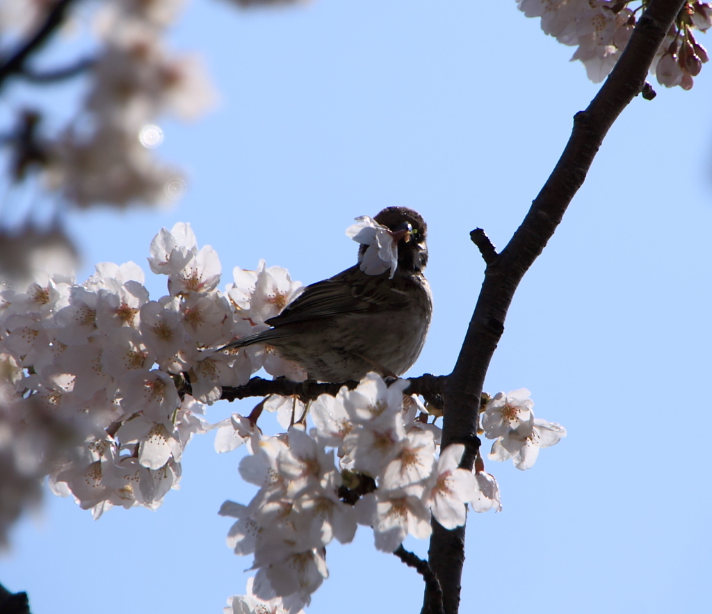 満開の 桜をくわえて 決めポーズ☆