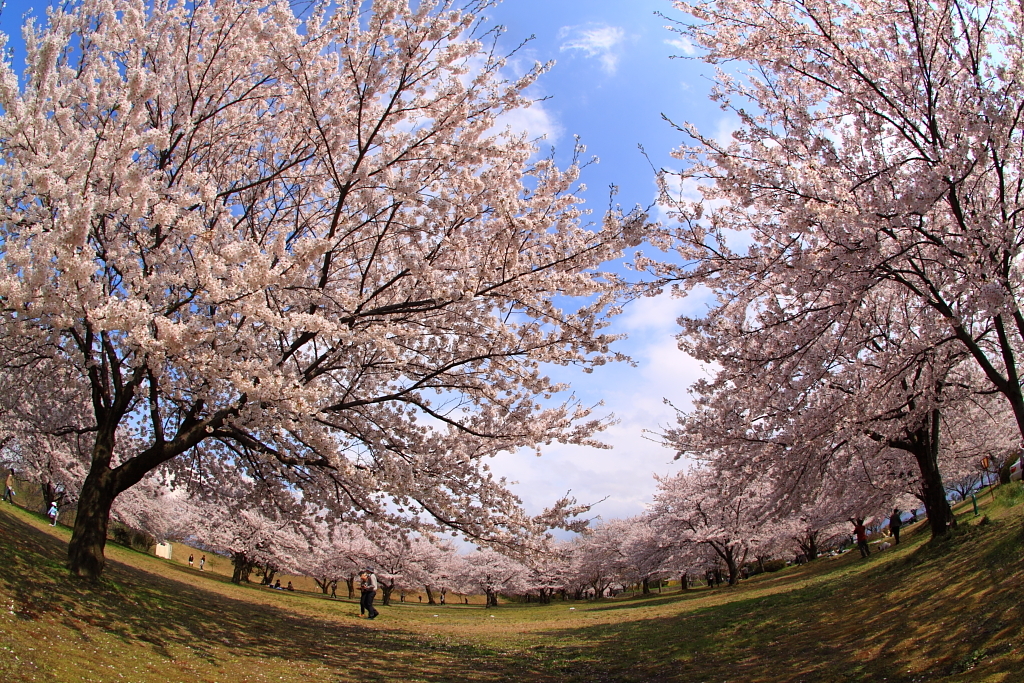 加治川治水祈念公園の桜