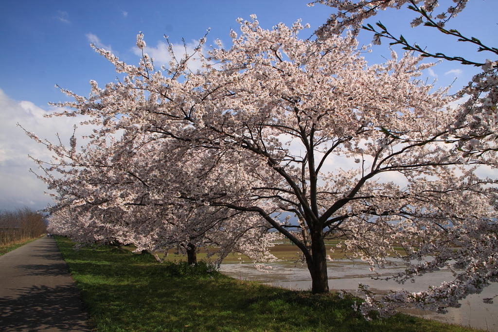 加治川治水祈念公園の桜
