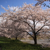 加治川治水祈念公園の桜