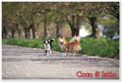 COCO & LATTE