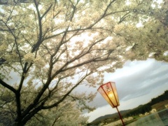 桜の灯り