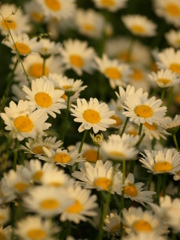 夕日の花壇