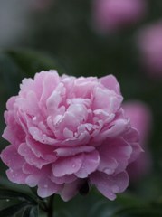 芍薬