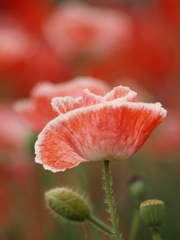紅いポピー