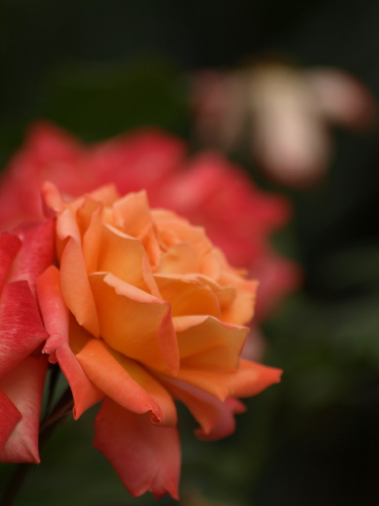オレンジの薔薇