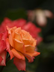 オレンジの薔薇