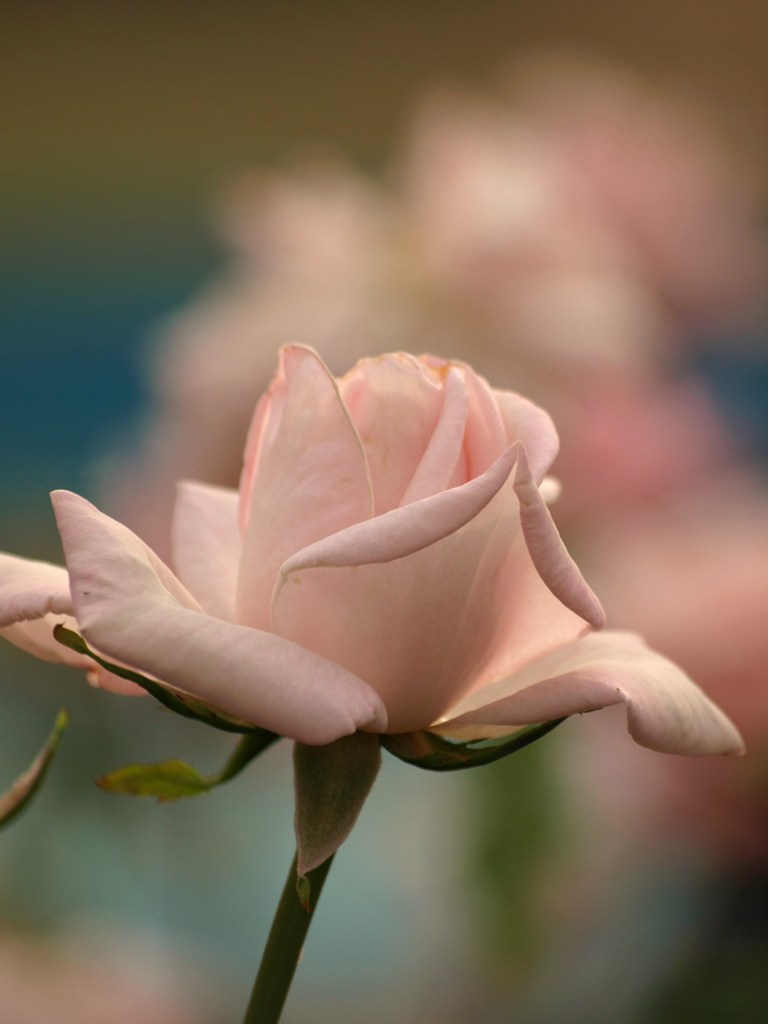 ピンクの薔薇