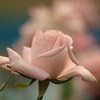 ピンクの薔薇