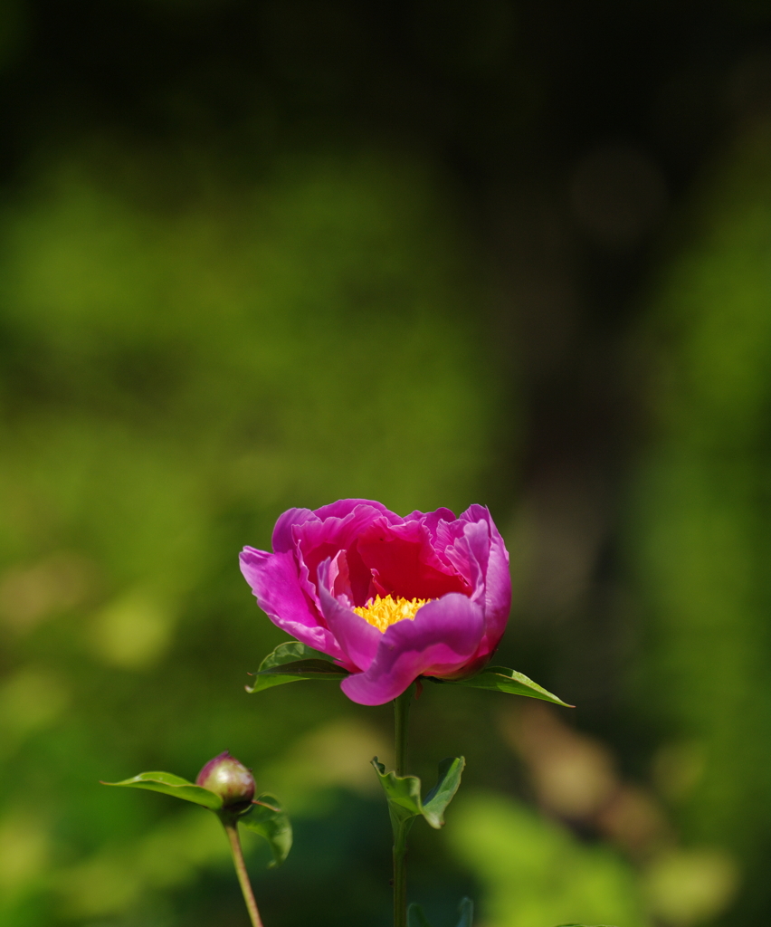 IMGP5617