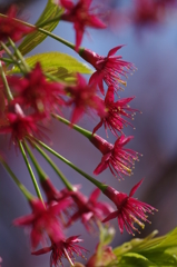 花は無くとも美しい