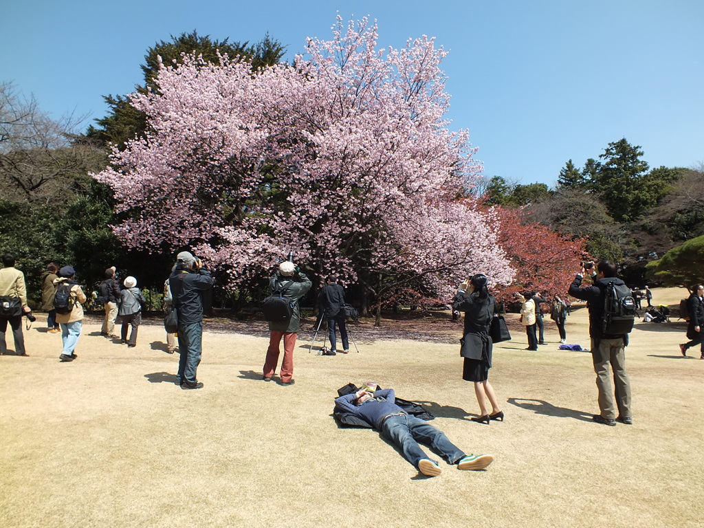 新宿御苑の寒桜と人々